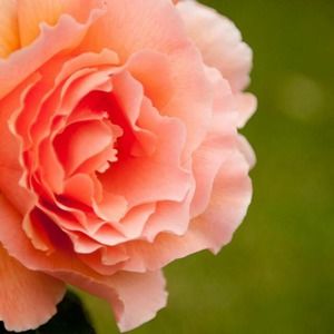 Meet your Posher, Terri